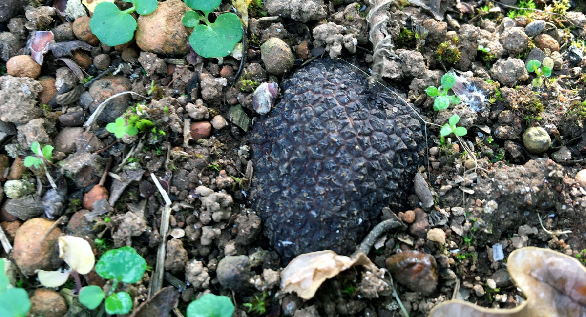 Millgrove Truffle waiting to be unearthed