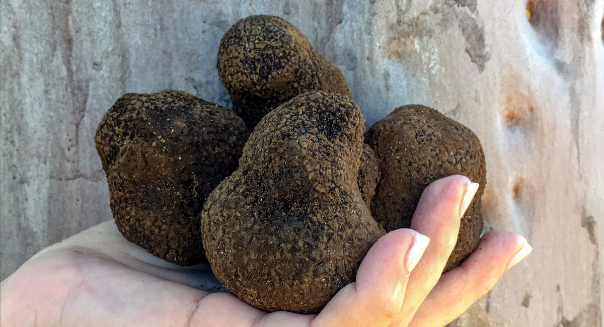 Millgrove Truffles held in hand