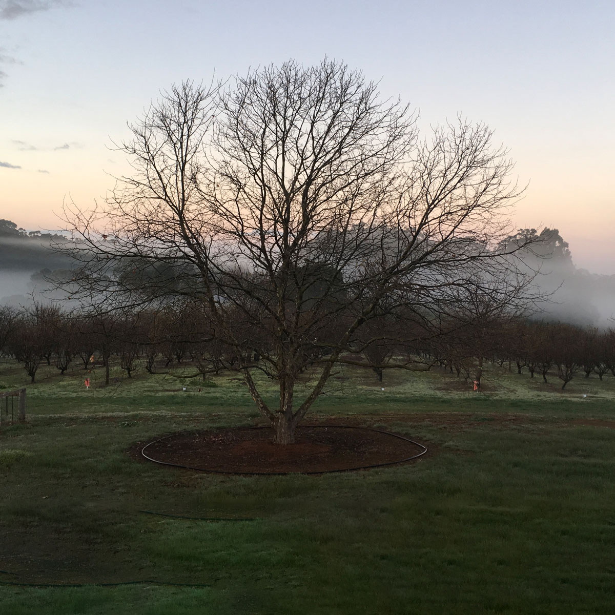 Millgrove Truffles. Photo of orchard trees and mist